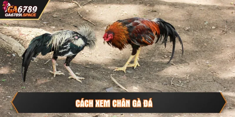 cách xem chân đá gà