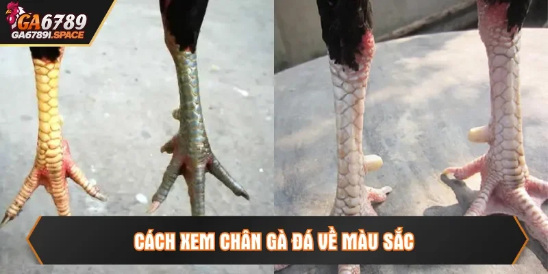 Cách xem chân gà đá về màu sắc