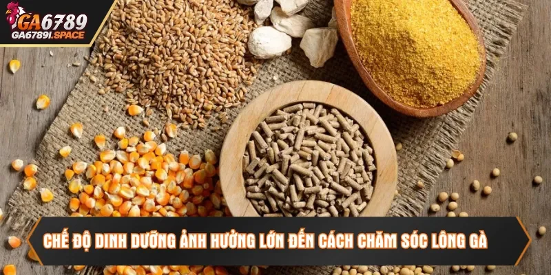 Chế độ dinh dưỡng ảnh hưởng lớn đến cách chăm sóc lông gà đúng chuẩn