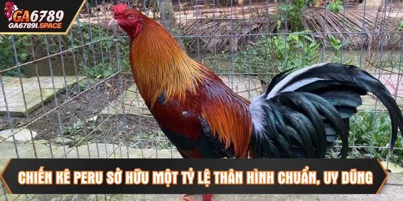 Chiến kê Peru sở hữu một tỷ lệ thân hình chuẩn, uy dũng