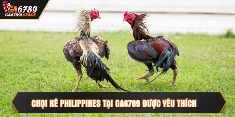 Chọi kê Philippines tại Ga6789 được yêu thích