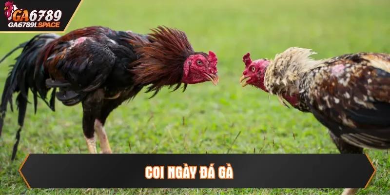coi ngày đá gà
