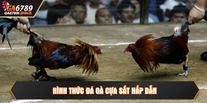 Đá gà cựa sắt là hình thức so tài kịch tính