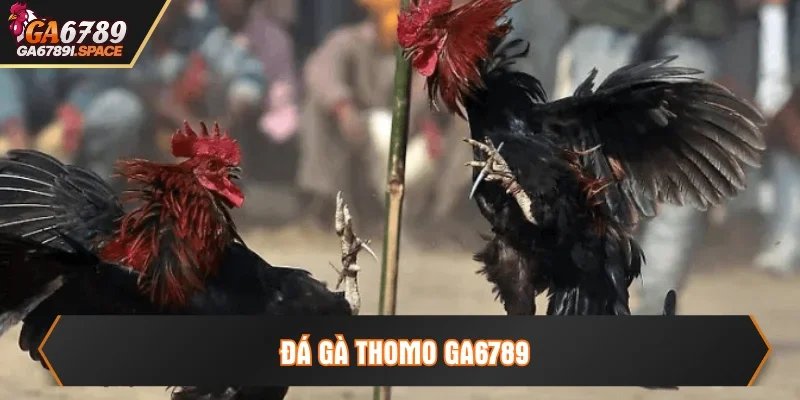 đá gà thomo ga6789