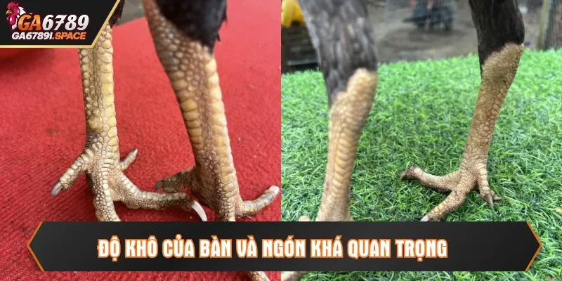 Độ khô của bàn và ngón khá quan trọng
