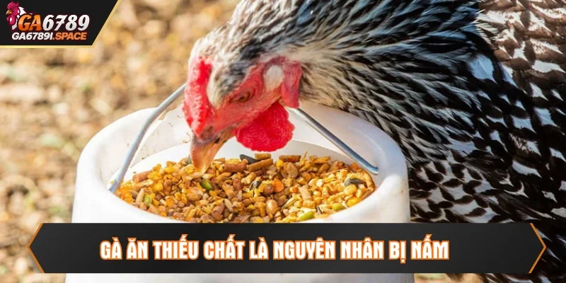 Gà ăn thiếu chất và khẩu phần cần thiết