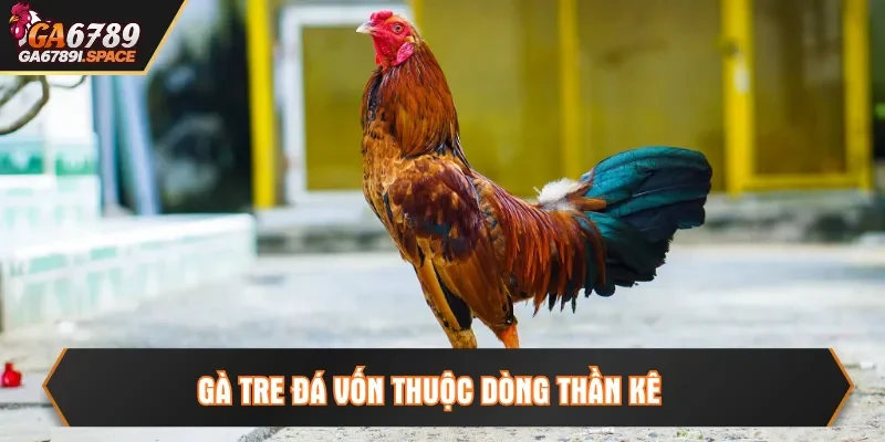 Gà tre đá vốn thuộc dòng thần kê