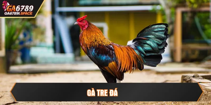 gà tre đá