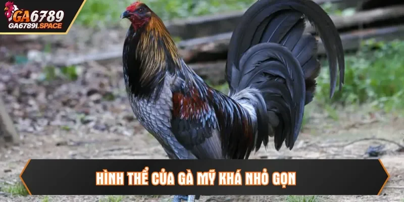 Hình thể của gà Mỹ khá nhỏ gọn