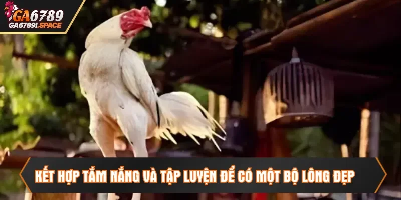 Kết hợp tắm nắng và tập luyện để có một bộ lông đẹp