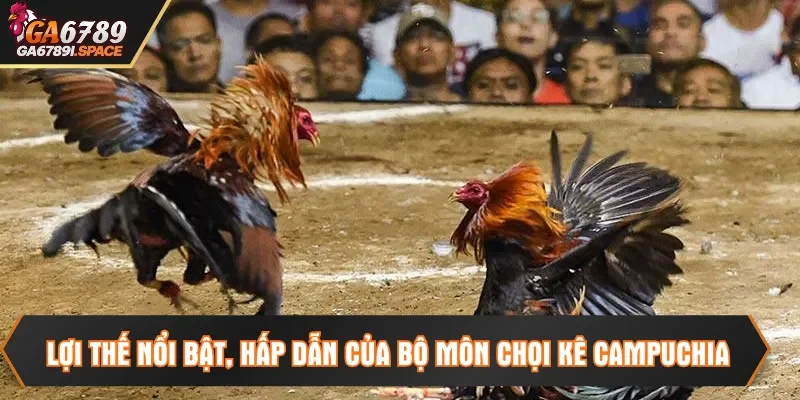 Lợi thế nổi bật, hấp dẫn của bộ môn chọi kê Campuchia