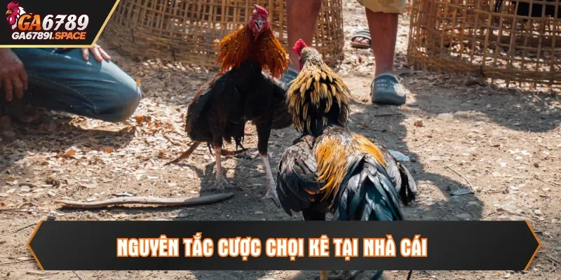 Nguyên tắc cược chọi kê tại nhà cái