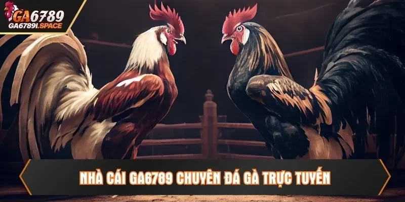 Nhà cái Ga6789 chuyên đá gà trực tuyến