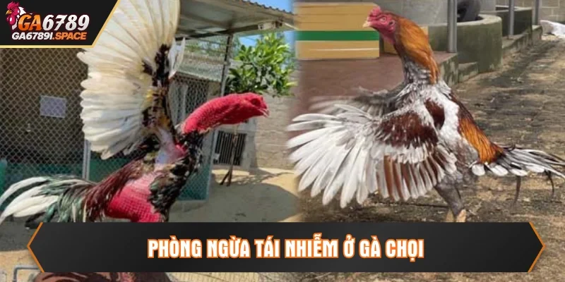 Phòng ngừa tái nhiễm ở gà một cách hiệu quả