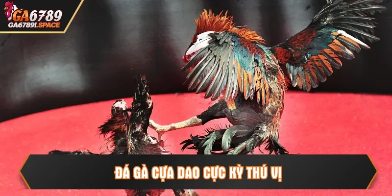 Sơ lược đá gà cựa dao để sư kê hiểu rõ hơn