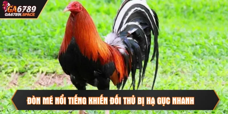 Thể lực cùng phản xạ được chăm chút đầy đủ