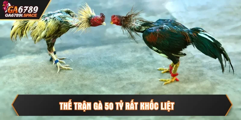 Thế trận Gà 50 tỷ rất khốc liệt