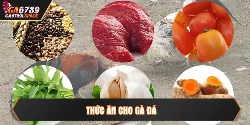 thức ăn cho gà đá