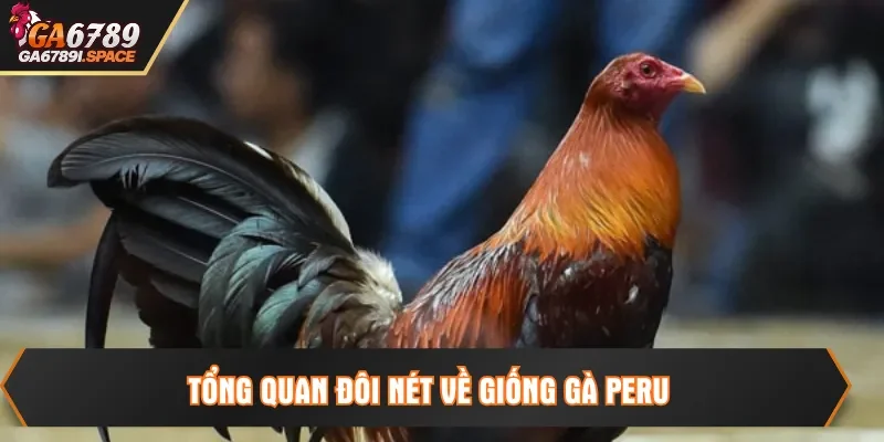 Tổng quan đôi nét về giống Gà Peru