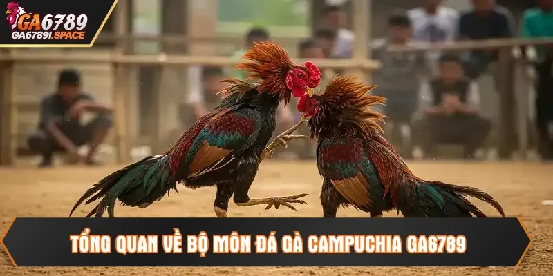 Tổng quan về bộ môn đá gà Campuchia GA6789