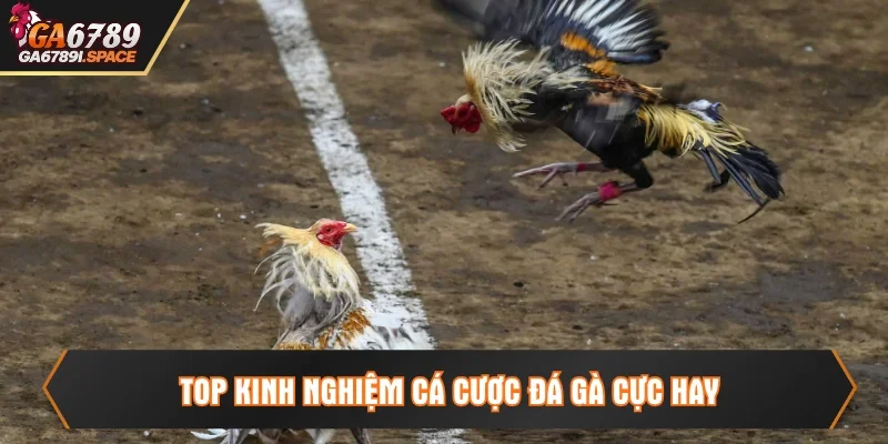 Top kinh nghiệm cá cược đá gà đỉnh cao cho sư kê