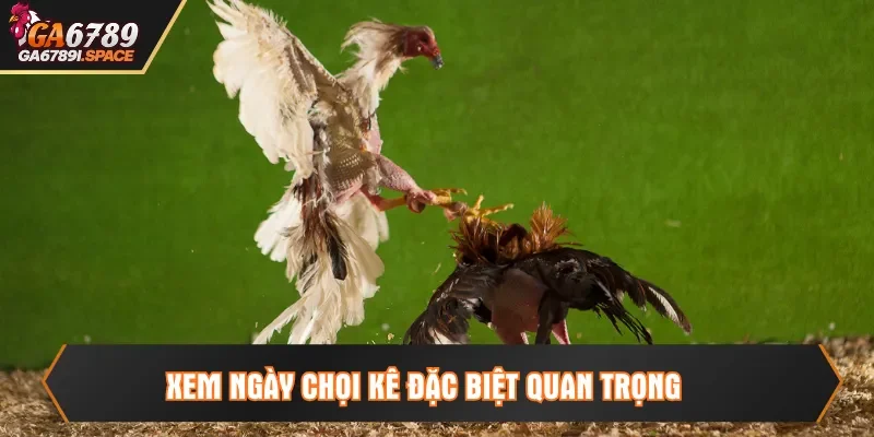 Xem ngày chọi kê đặc biệt quan trọng